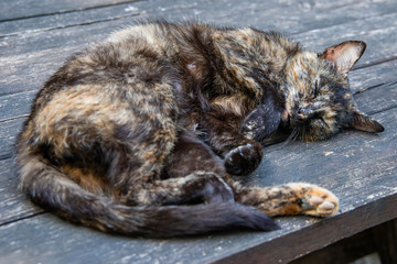 Naklejka na ściany i meble Adorable Cat Sleeping On Wood