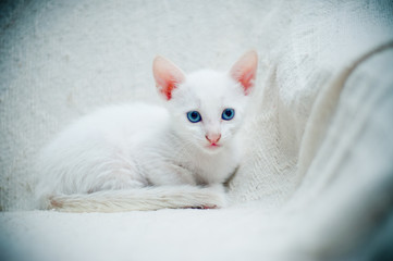 white cat kitten with blue eyes