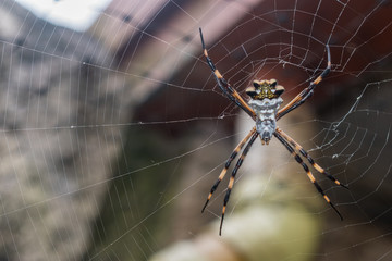 ARAÑA DE JARDIN O ARAÑA TIGRE(ARGIOPE ARGENTATA)