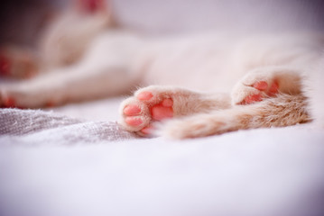 close up of cat paws