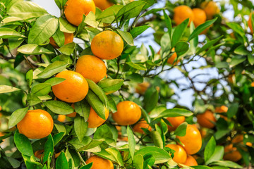 Orange tree in orange farm.