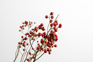 Rote Beeren an einem Zweig ohne Blätter, Feuerdorn, Vogelbeeren, Weißdorn
