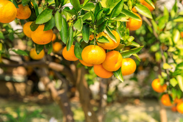 Ripe orange in the orange garden