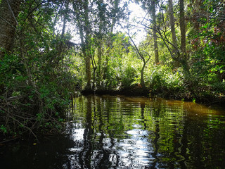 Wildlife Natur Everglades Florida