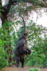 Male elephant in the dry season in the forest of high trees in Mana Pools National Park in Zimbabwe