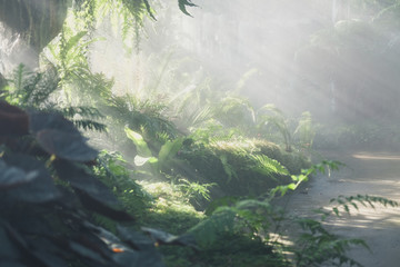 sunlight mist fog in park. foggy misty garden. water spraying from sprinkler