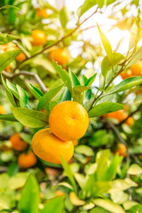 Ripe orange hanging on a tree