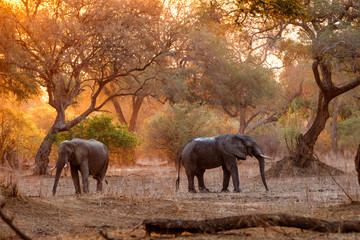Fototapeta na wymiar le elephant at sunset in the dry season in the forest of high trees in Mana Pools National Park in Zimbabwe