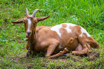 Brown goat laying down on grass