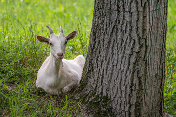 White goat laying down on grass