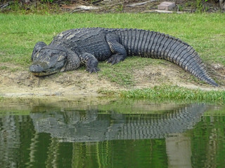 Alligatoren Aligators Fort Myers Everglades