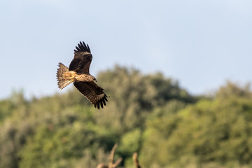 Milvus migrans (Black Kite), Crete