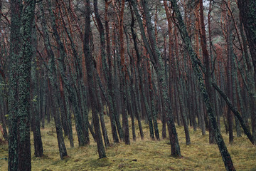 Pine Forest at Smiltyne, Lithuania