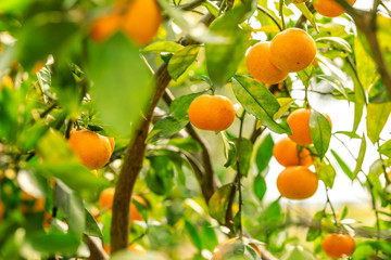 Ripe orange hanging on a tree