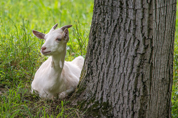White goat laying down on grass © nedomacki