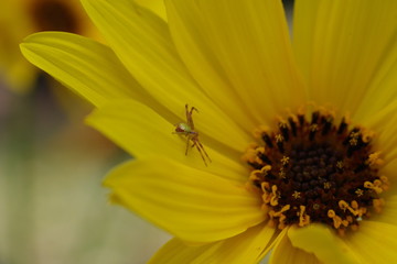 araignée verte sur marguerite jaune