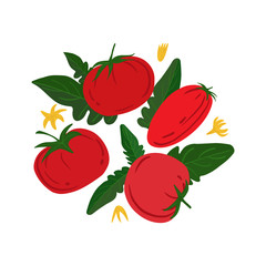 Ripe red tomatos and leaves on a white background. Hand draw vegetable print. Vector illustration.