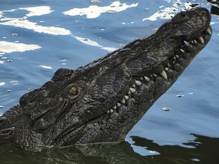 Alligatoren Aligators Fort Myers Everglades