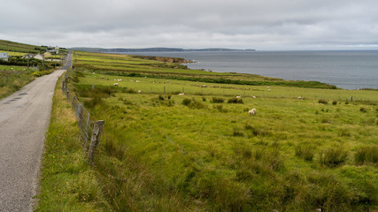 Fototapeta na wymiar Flock of sheep grazing in a field, Erris Peninsula, Erris Head Loop Walk, Glenamoy, Belmullet, County Mayo, Ireland