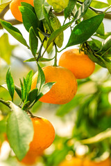 Ripe orange in the orange garden