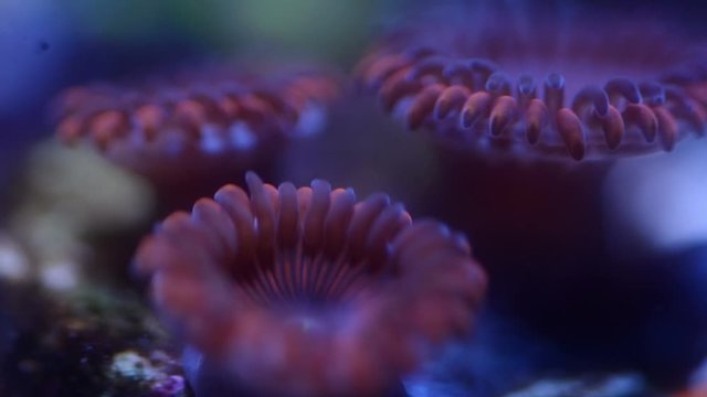 Red people eater zoa coral