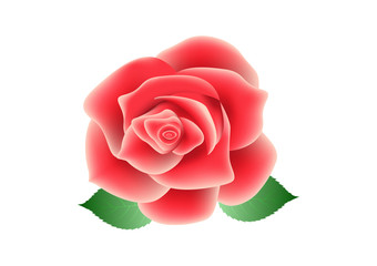 Red rose background Vector illustration