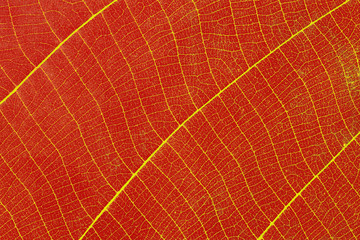 Closeup of autumn red leaf with vein texture abstract background