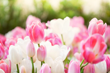 Beautiful colorful various tulips at garden with blurry background, tulip flowers blooming in tulip field in the morning, beauty flower for your use happy new year postcard concept.