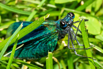 Beautiful blue dragonfly on grass