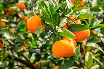 Orange tree in orange farm.