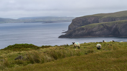 Sheep grazing in a field, Erris Peninsula, Erris Head Loop Walk, Glenamoy, Belmullet, County Mayo, Ireland