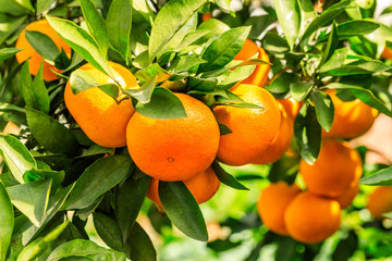 Orange tree in orange farm. - Powered by Adobe