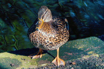 Female mallard duck looking at camera