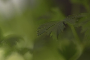パセリ