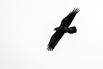 A Raven (Corvus corax), Crete