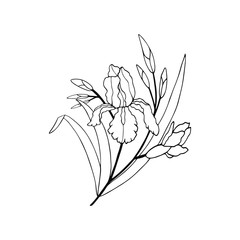iris flower with buds and leaves. eps10 vector illustration. hand drawing