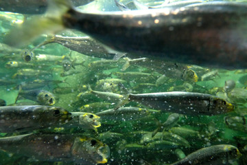 大迫力のマイワシのイワシ玉の集団風景