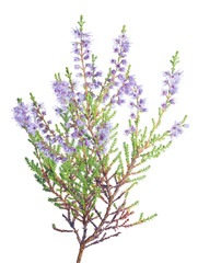 single violet blossoming heather branch on white