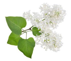 isolated pure white lilac with four green leaves