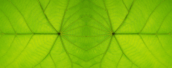Naklejka na ściany i meble Closeup of tropical green leaf with skeleton texture abstract background, panorama view