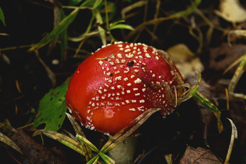 fly agaric in the forest