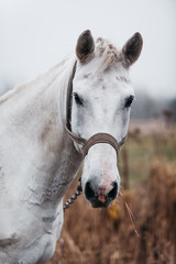 a white horse on an autumn field 