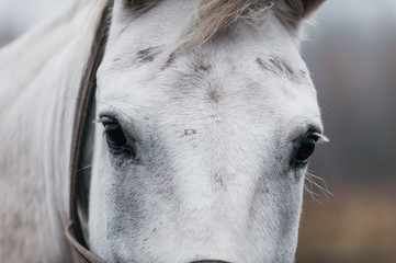 a white horse on an autumn field 