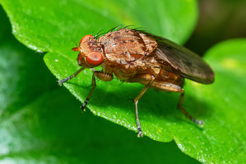 Brown fly with brown eyes on a leaf