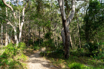 a green rainforest is located on fraser island in Australia