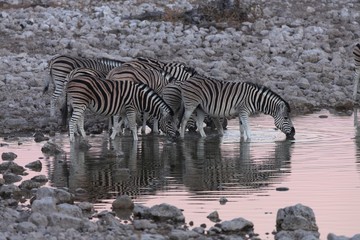 Fototapeta na wymiar Zebras at waterhole Etosha Namibia