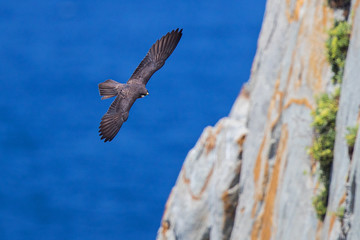 Eleonora's falcon (Falco eleonorae), male light morph flying over rocky cliffs, Isola San Pietro, Sardninia, Italy