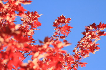 Red Leaves on Tree in Autumn 