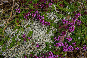 Obraz premium Vegetation auf Island, Moos und Blumen am Wegesrand