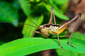 Grasshopper on leaf 